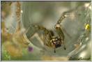 araignée agélène  (4)